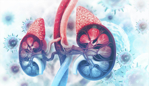 Депресія, ожиріння, підвищений тиск, порушення менструального циклу? Потрібно звернути увагу на наднирники.